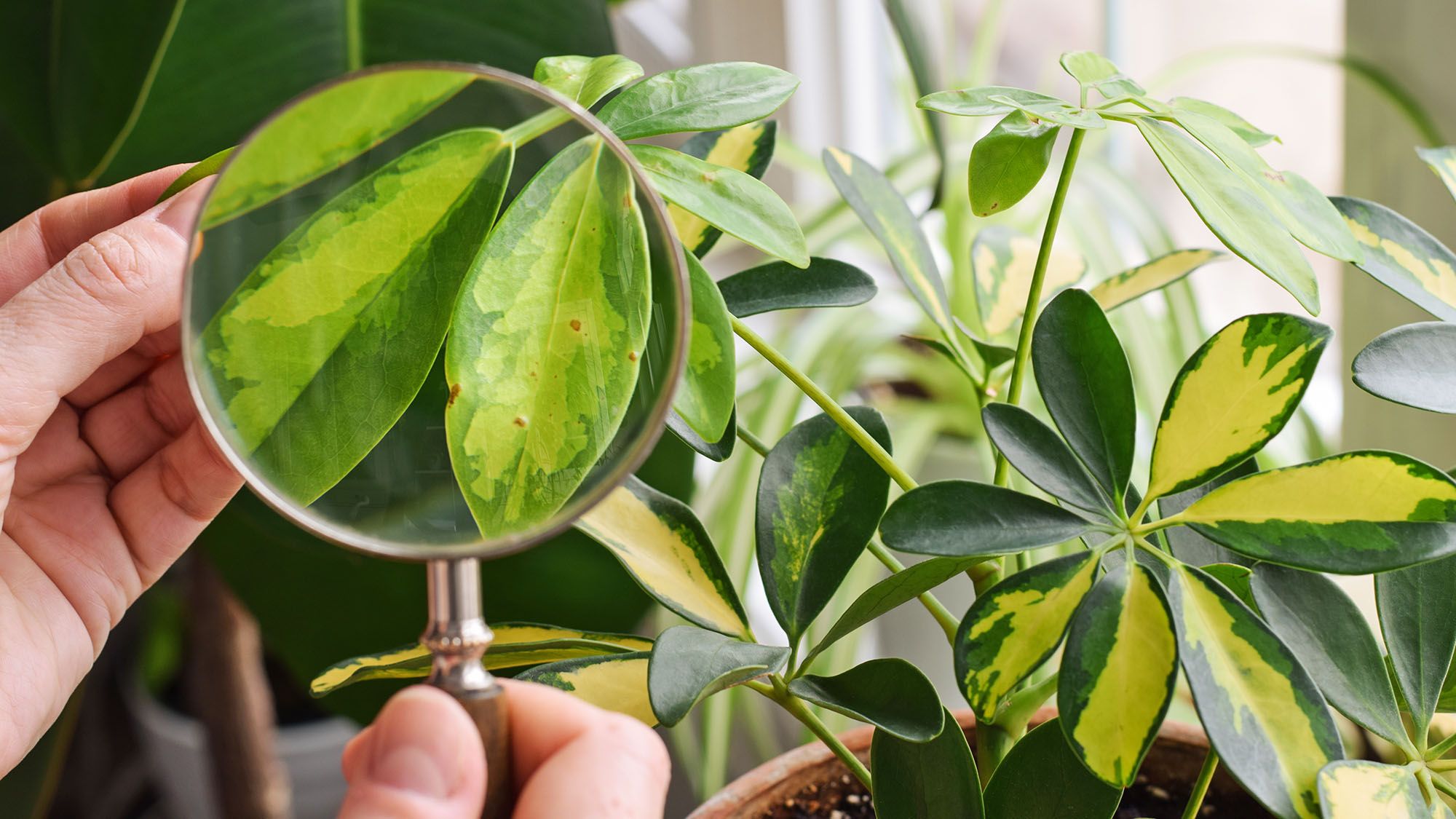 Don't Bring Scale Insects Indoors This Fall – How to Stop Them Before They Infest Your Houseplants