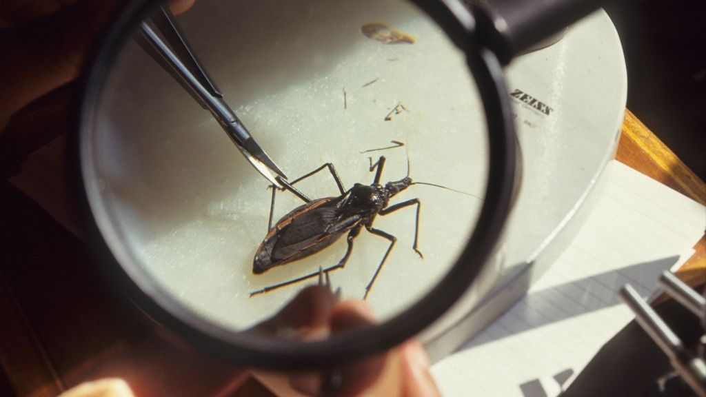 close up of a kissing bug, which can spread the parasite that causes chagas disease