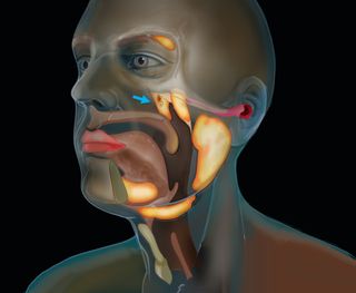 a new set of salivary glands has been found hiding behind the nose