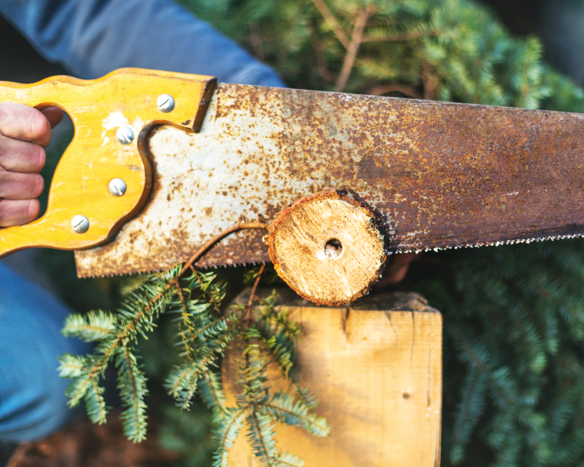man cutting bottom of christmas tree trunk