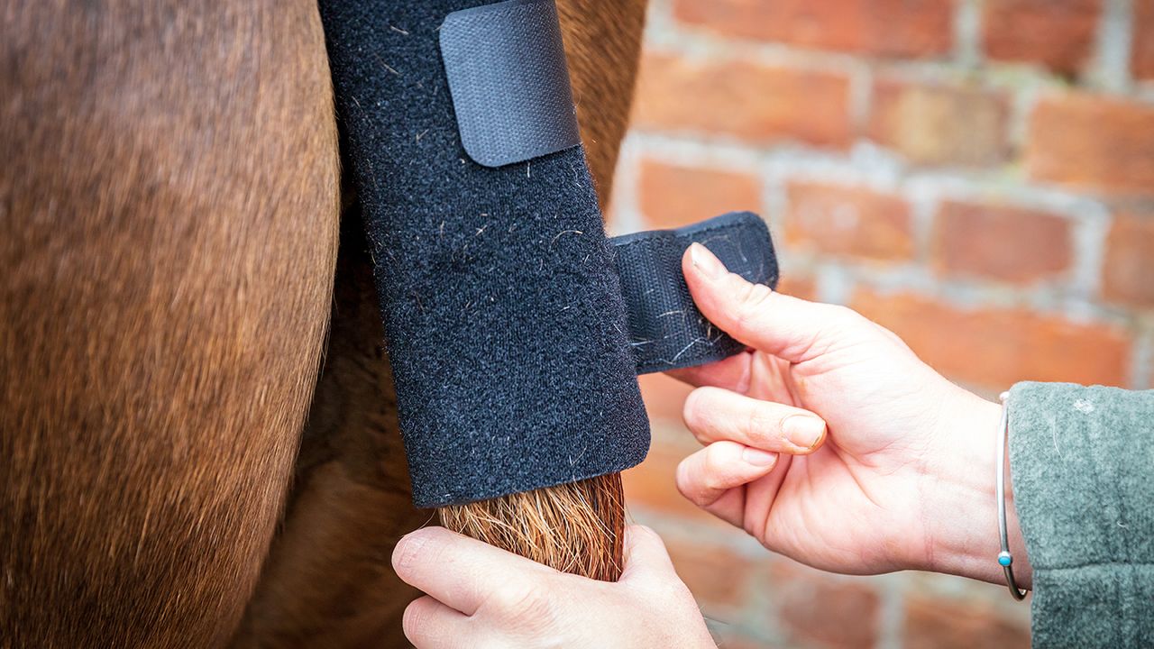 Shires Arma tail guard with detachable tail bag review