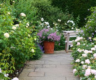 An ornate garden path bordered by white and pink flowering roses complete with wooden bench