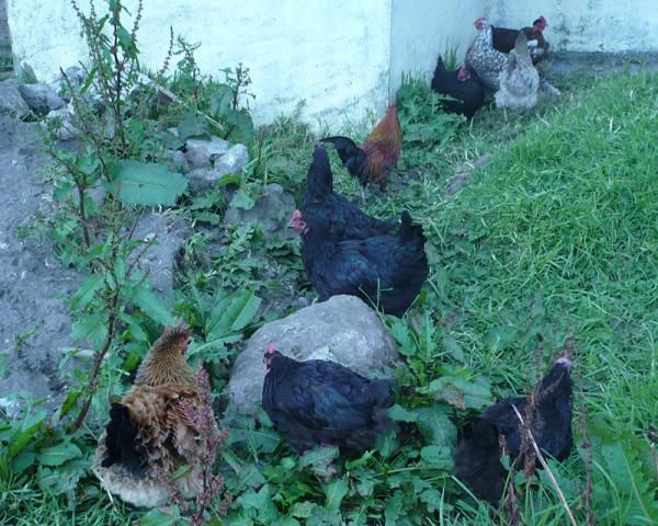 Chickens en route.