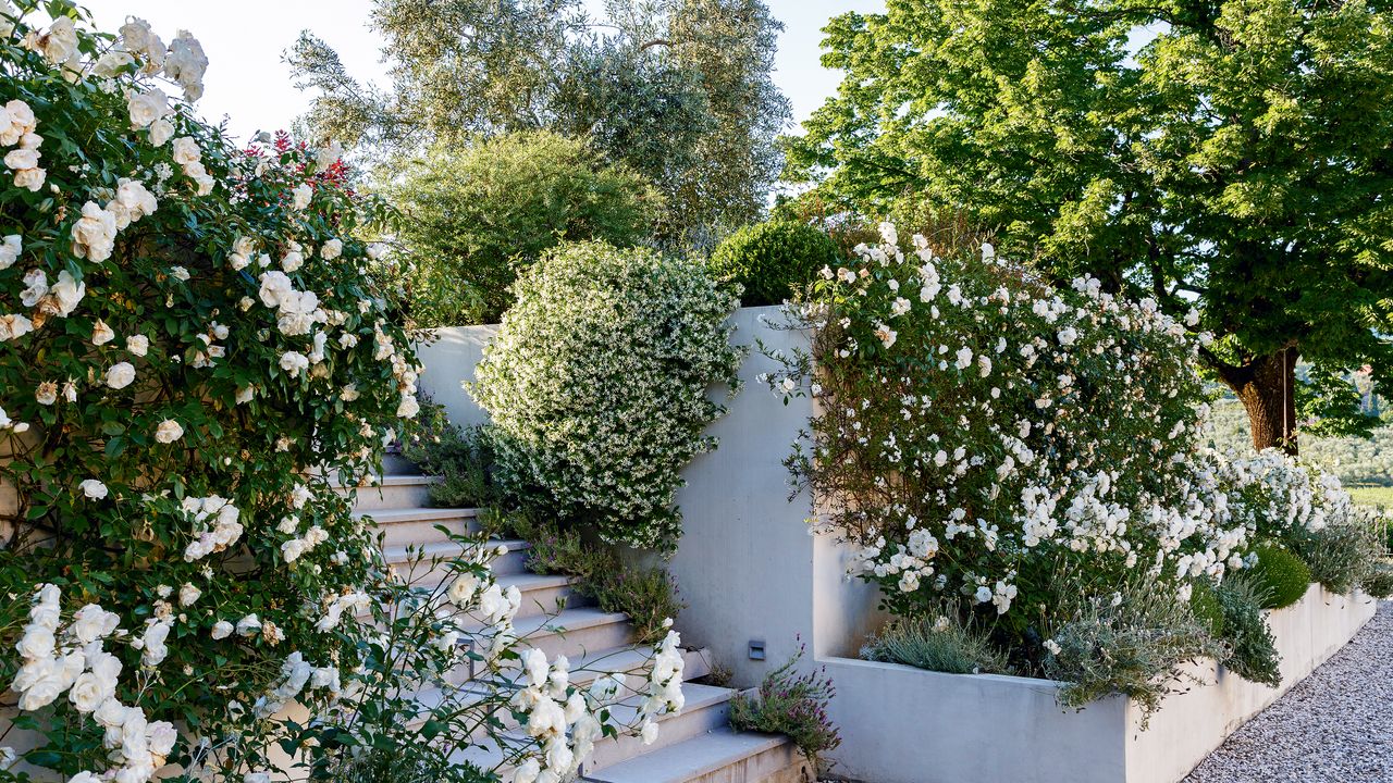 Carol Klein&#039;s pruning tip, cutting a box hedge, bushes in a well-kept garden