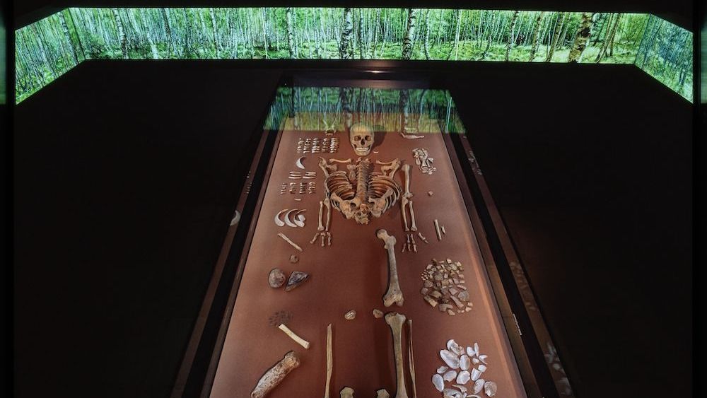 A museum exhibition featuring the skeleton of a shaman. 