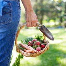 woman carrying a trowel and homegrown carrots and radishes in a basket, illustrating the concept of growing vegetables at home