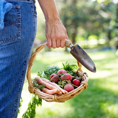 woman carrying a trowel and homegrown carrots and radishes in a basket, illustrating the concept of growing vegetables at home