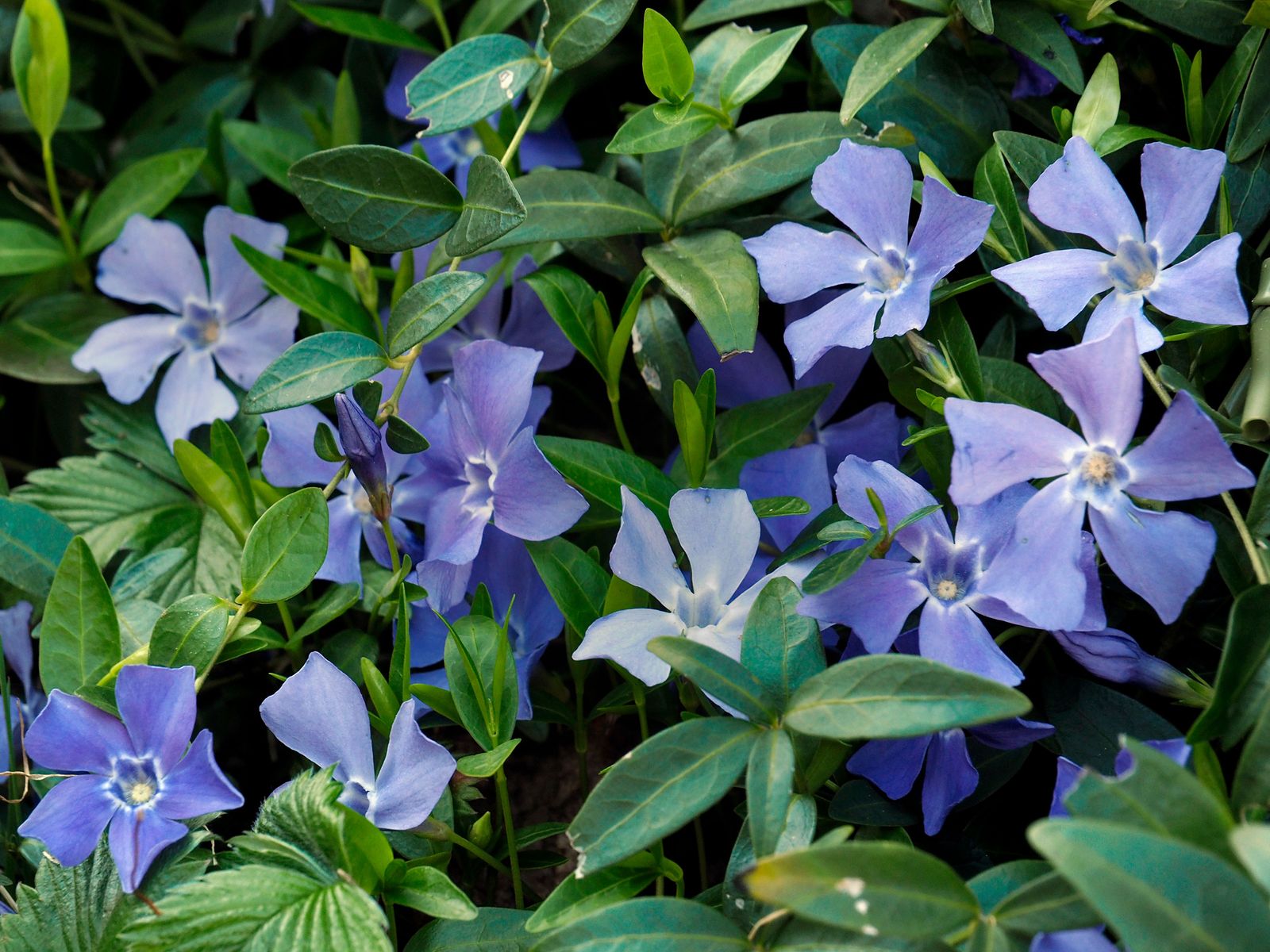 Best plants under trees 10 lovely varieties that will thrive