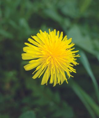 close up of dandelion