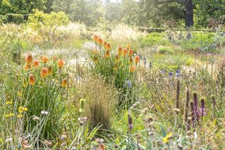 Prairie planting summer borders with red hot pokers also known as Kniphofia