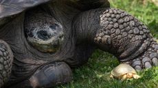 The albino tortoise next to its mother.