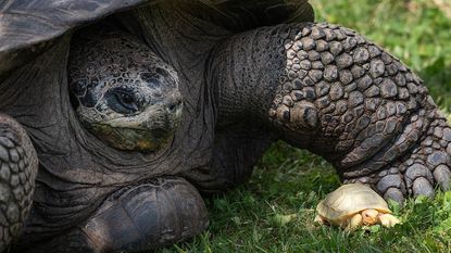 The albino tortoise next to its mother.