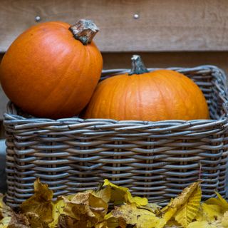 A basket with two pumpkins and fallen leaves on the ground