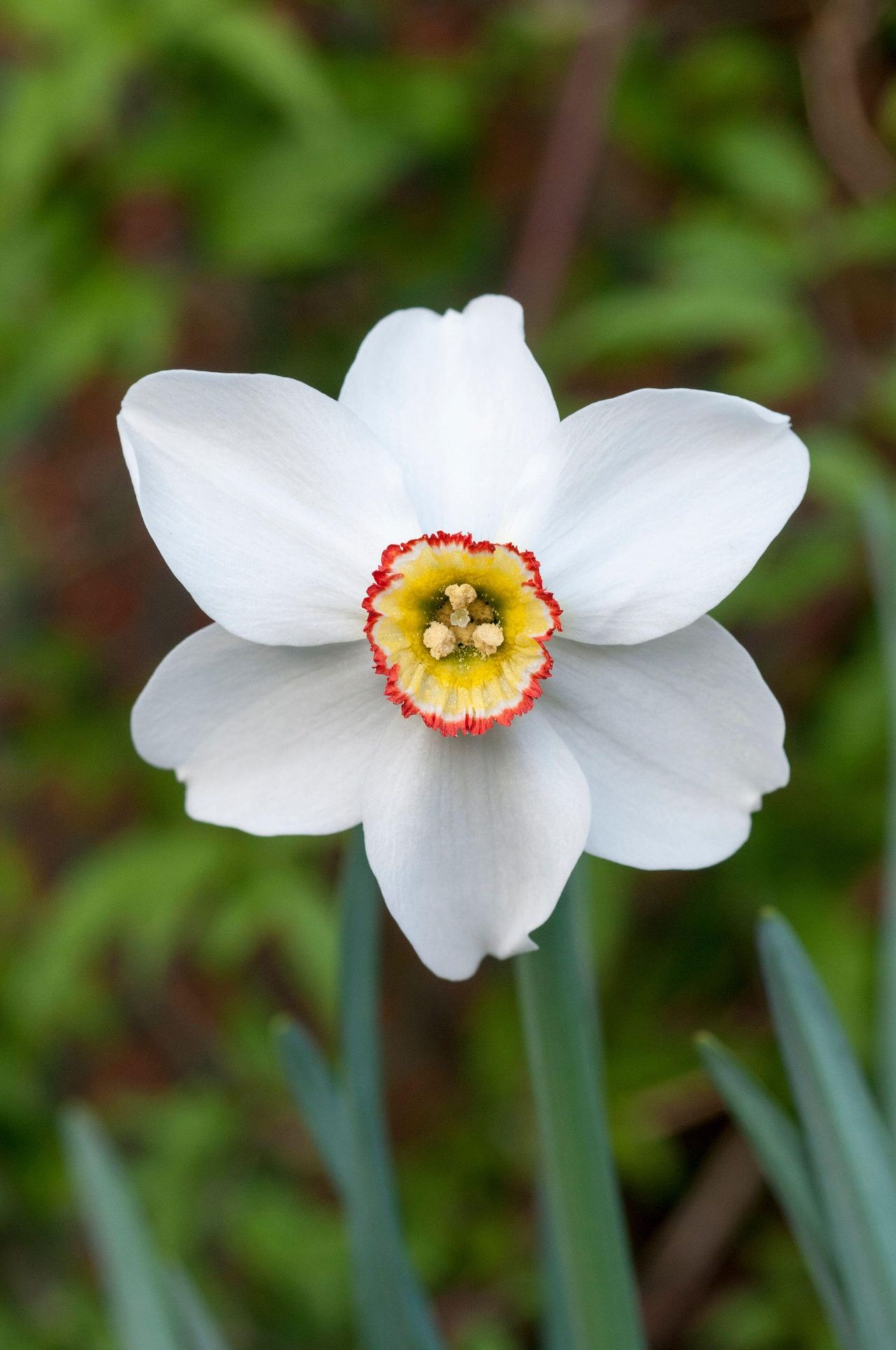 Close up of Narcissus Pheasants Eye in spring. Poeticus recurvus is a white Narcissi with a small yellow &amp;amp; red corona. A Poeticus daffodil division 9.