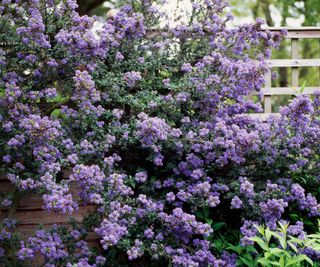 Ceanothus plant flourishing in a garden up a wooden fence