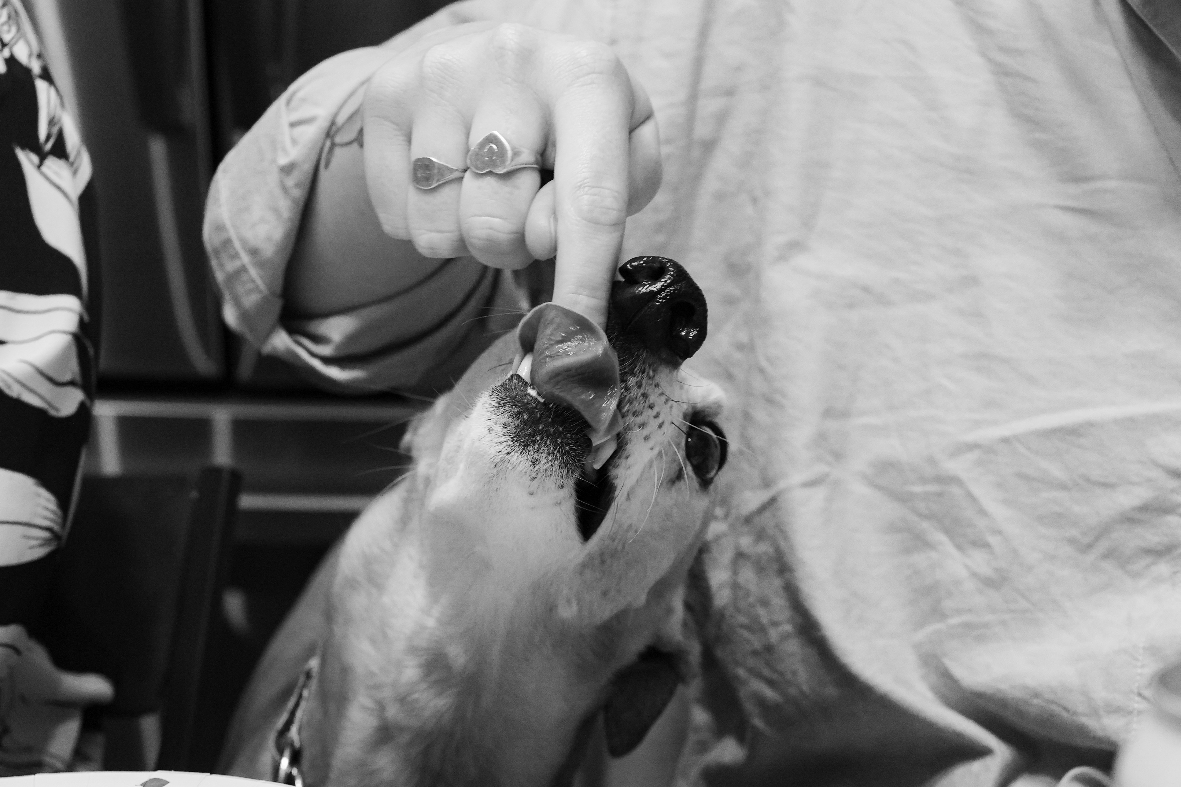 A photo of a dog licking someone&#039;s finger, taken on the Sony RX1R III at 5fps drive.