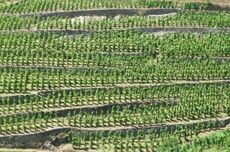 Chapoutier Monier de la Sizeranne