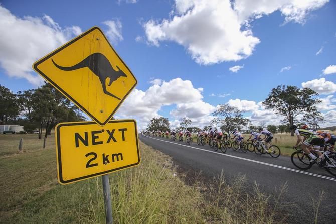The bunch fly past on the way from Oakey to Highfields at the Tour of Toowoomba
