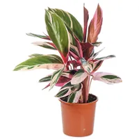 3. Calathea Stromanthe Triostar house plant | £16.99 3. Calathea Stromanthe Triostar house plant | £16.99