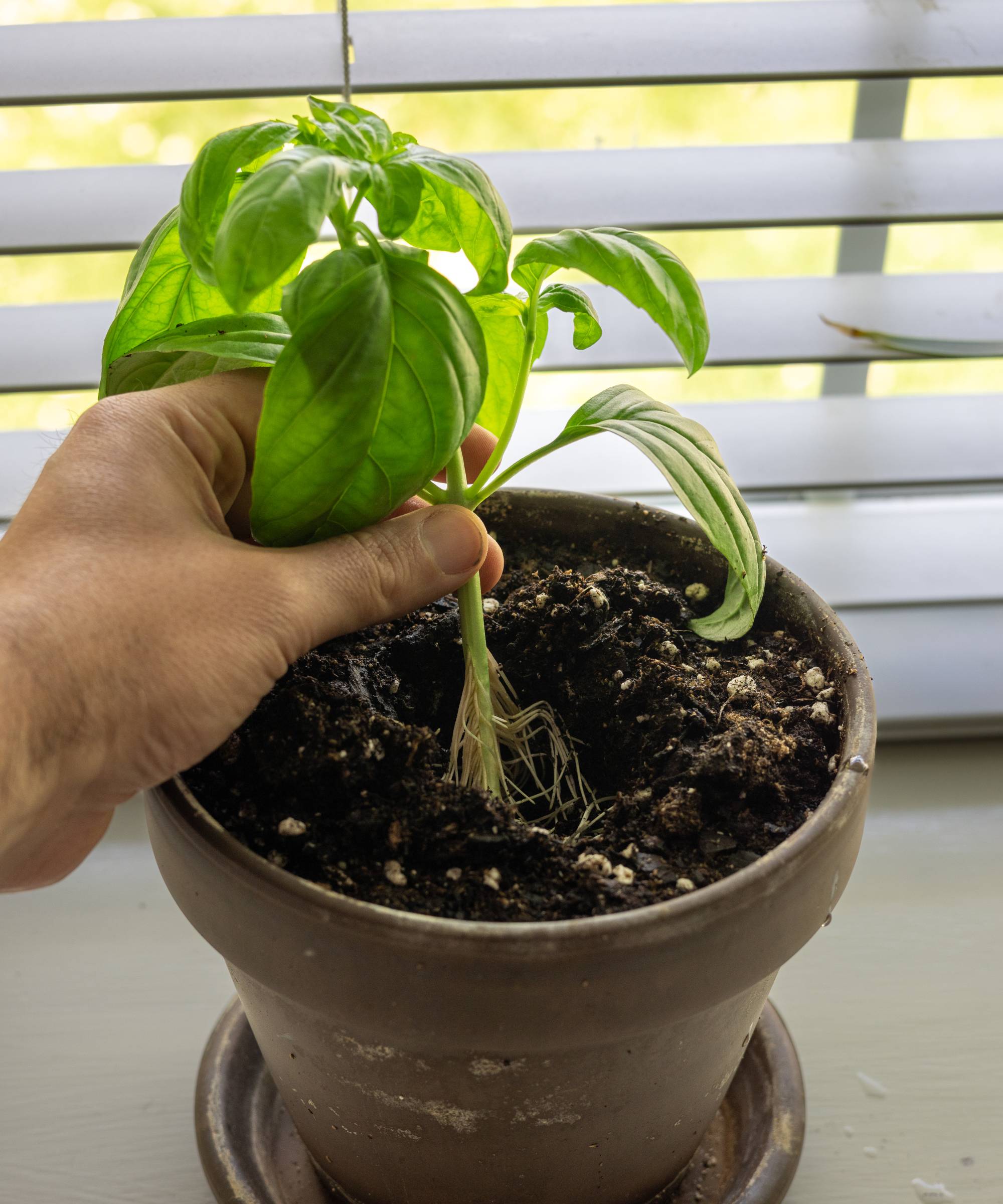 A hand planting a rooted basil cutting in a pot