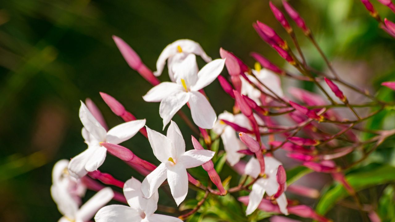 Pink flowering jasmine with multiple blooms