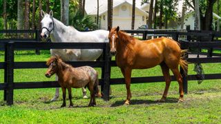 3 horses in well fenced paddock