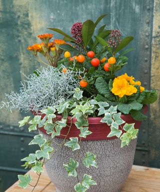 Outdoor container planted with Variegated Ivy, yellow Primula, Skimmia, Calocephalus brownii and Solanum pseudocapsicum