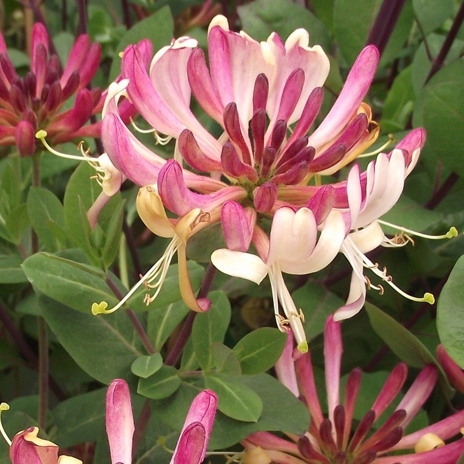 Lonicera Periclymenum 'rhubarb and Custard' ®