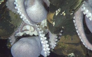 A clutch of eggs became visible after a brooding octopod shifted her position on the surface of the Dorado Outcrop.