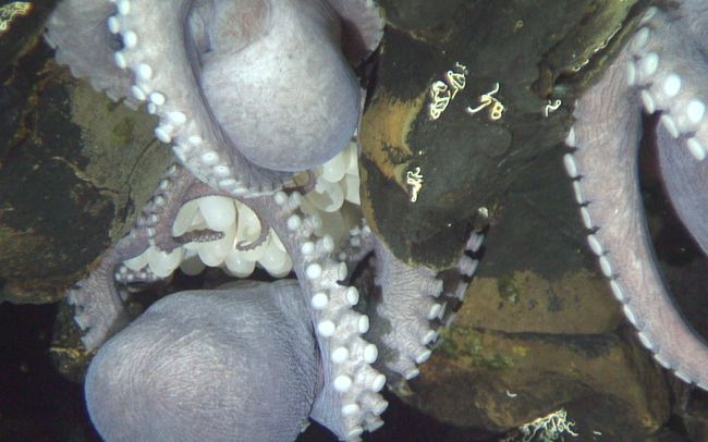 Hundreds of Purple Octopus Moms Are Super Weird, and They're Doomed ...