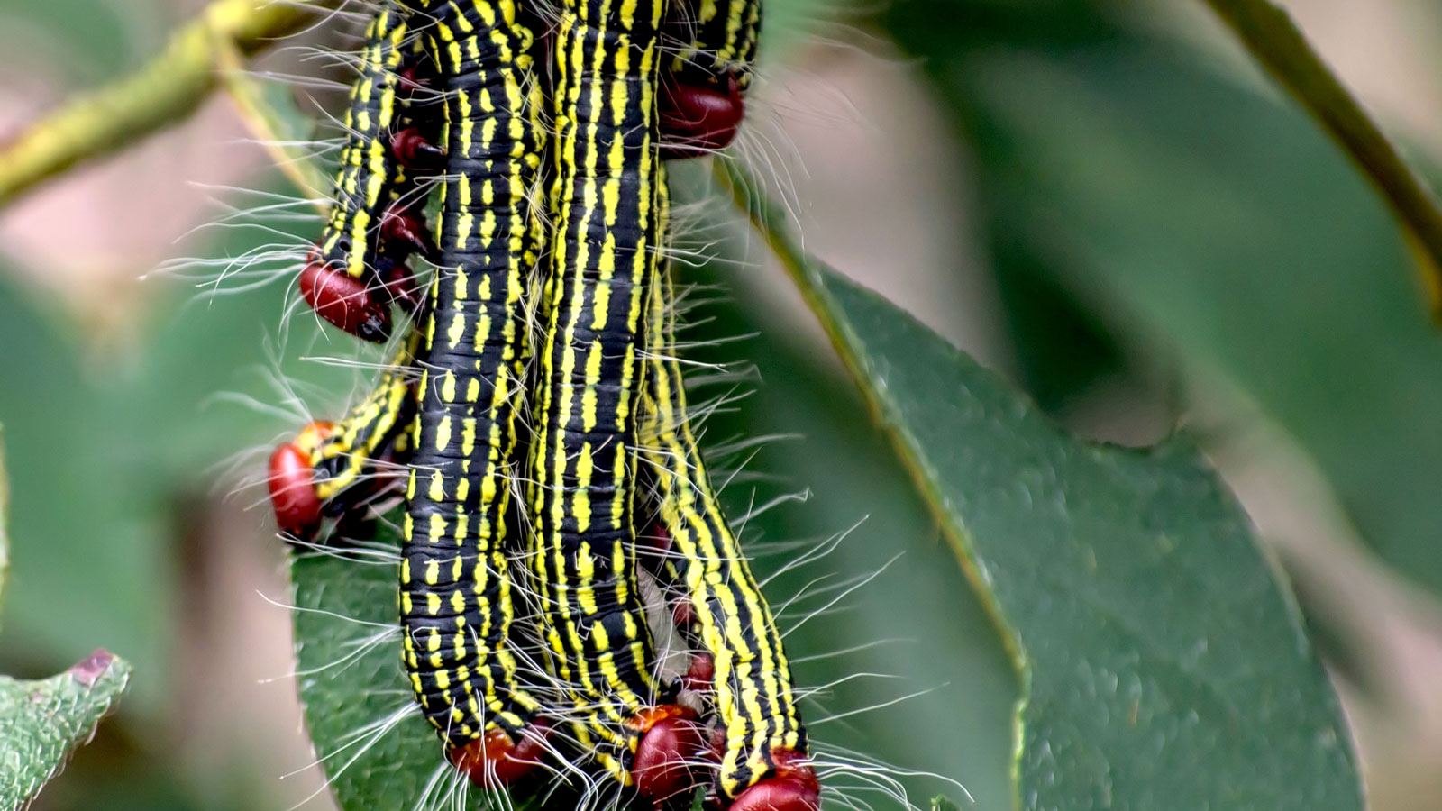 azalea moth caterpillars eating on leaves