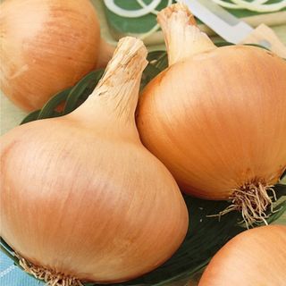 Organic Texas Grano 502 Onion Seeds - 2 g Packet