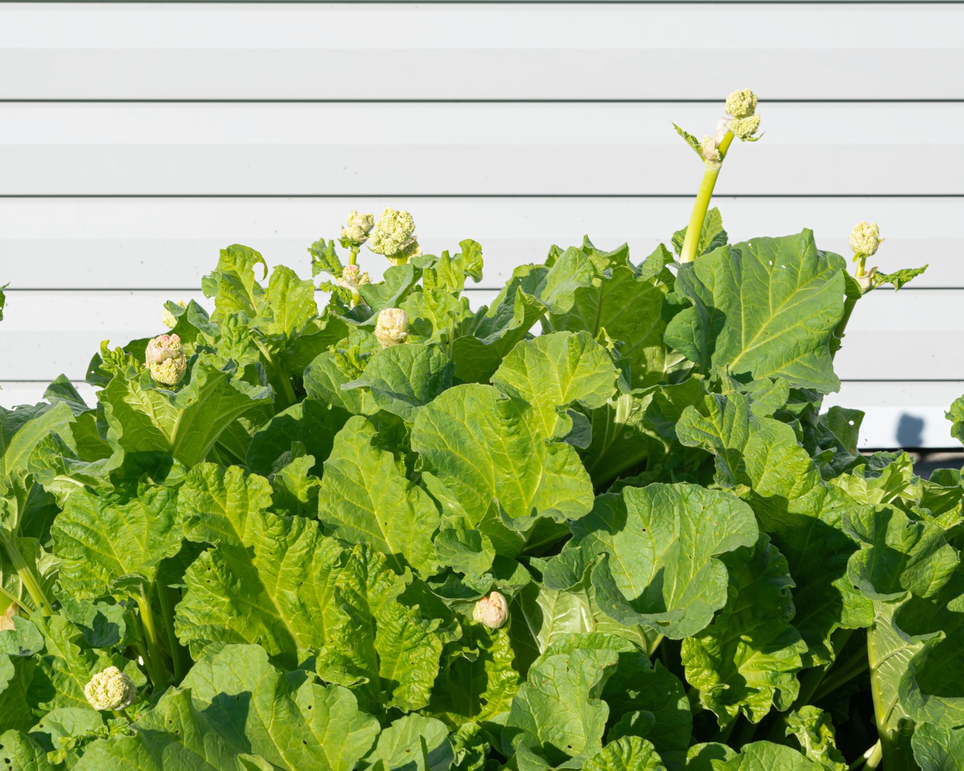 Big rhubarb plants with flowers