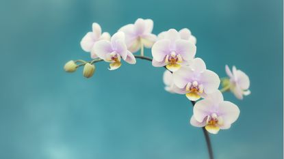 White moth orchid against blue background