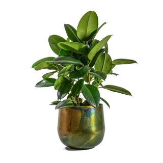 rubber plant in a metal green pot