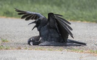 Crows that had sex with dead crows often showed aggression toward the corpses.
