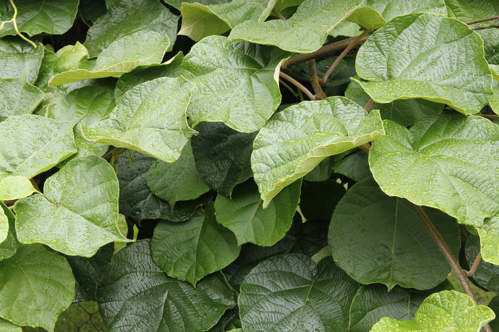 When Do Kiwis Flower - Reasons A Kiwi Is Not Blooming | Gardening Know How