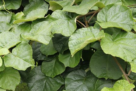 Kiwi Plant With No Blooms