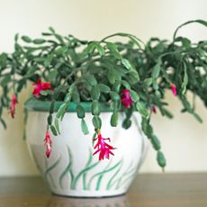 a potted Christmas cactus
