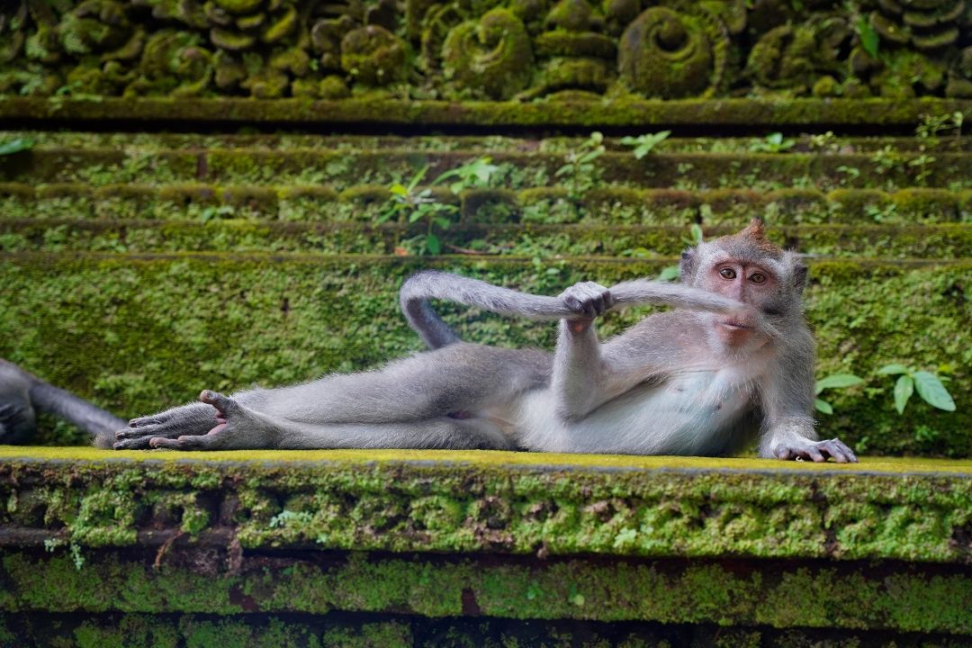 Comedy Wildlife Photography