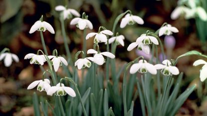 Snowdrops growing in ground