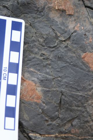 Denali dinosaur bird tracks