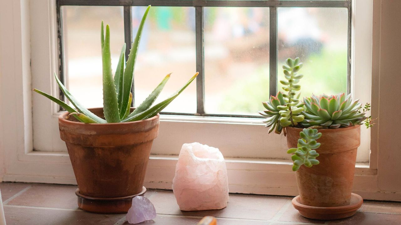 Aloe Vera and Succulent Houseplants on Windowsill