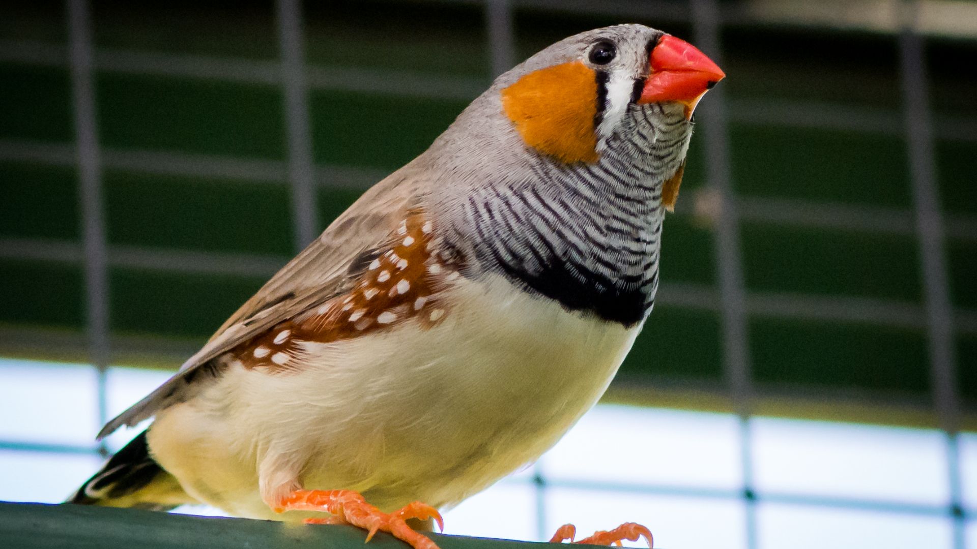 Stripy and spotty zebra finch