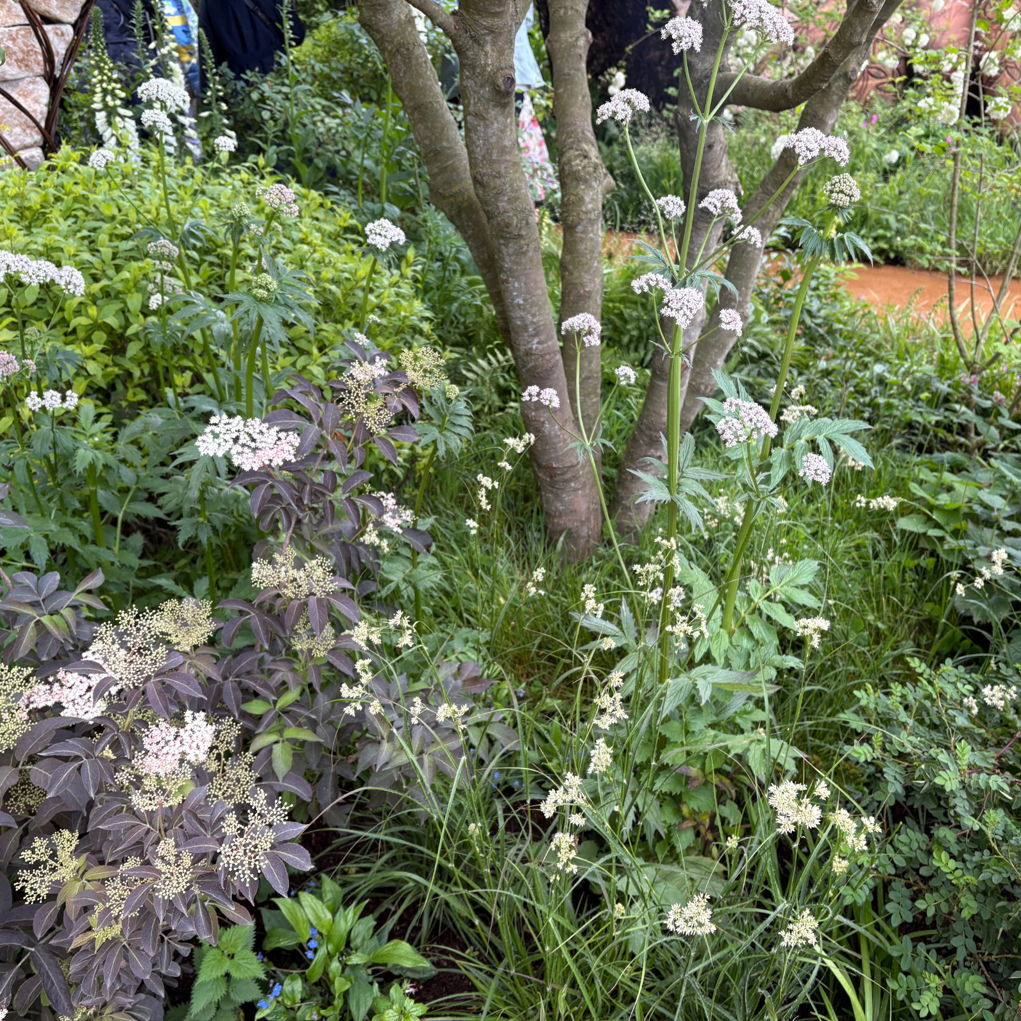 Cow parsley and weeds on display at Chelsea Flower Show 2026.