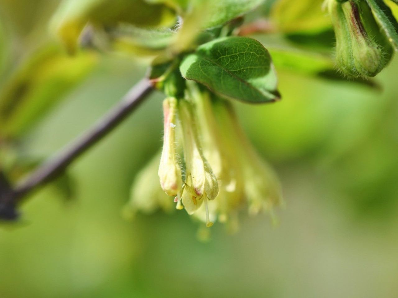 Autumn olive flowers