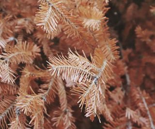 Brown needles on a christmas tree
