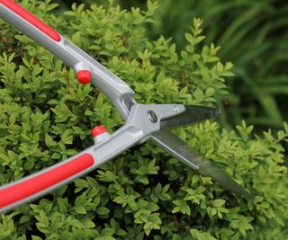 ARS KR-1000 hedge shears pruning a hedge