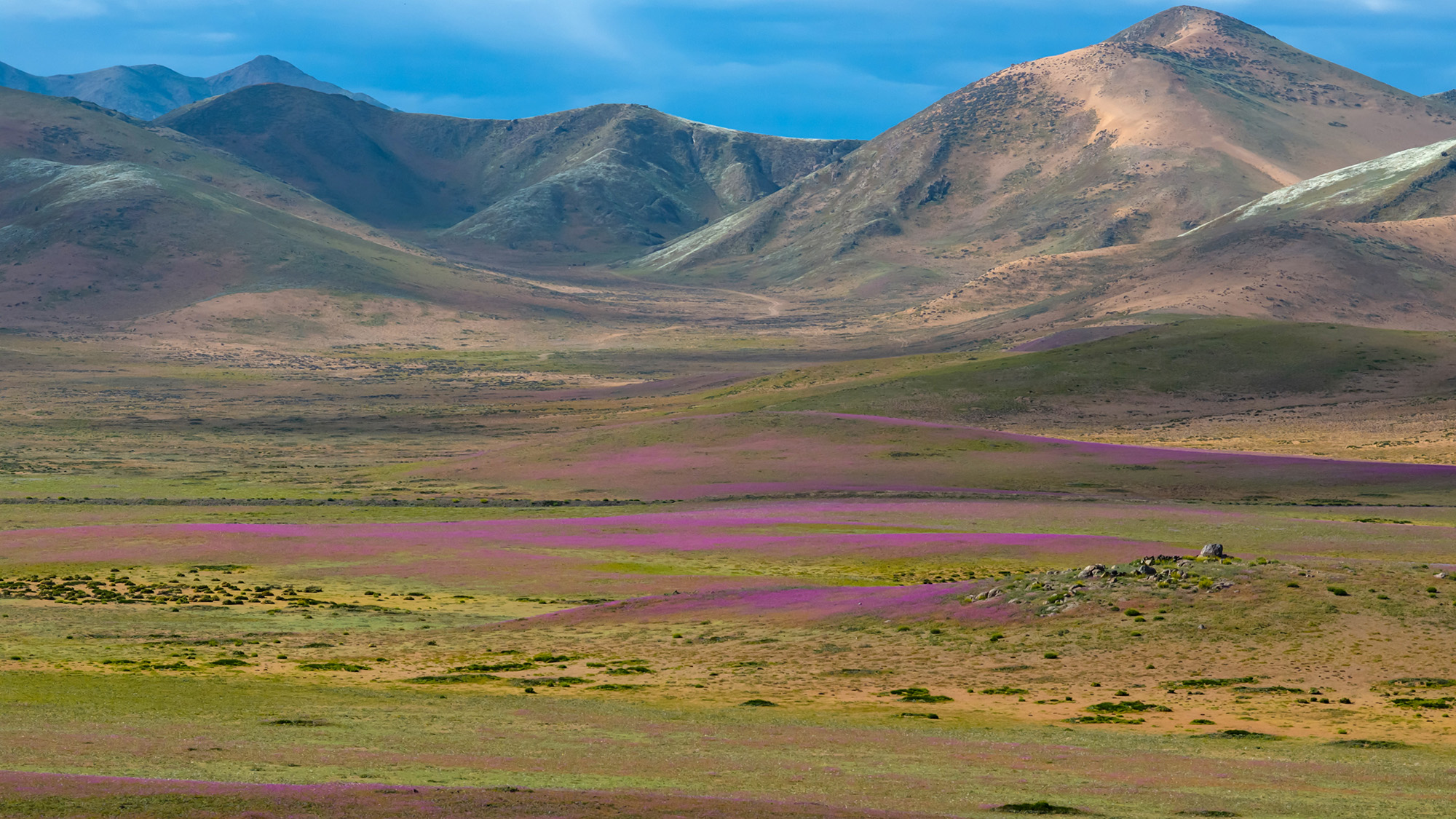 A large patch of purple flowers is seen with mountains in the background