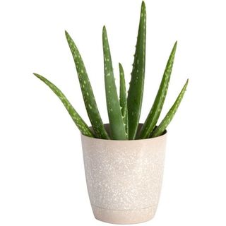 Costa Farms 7" Tall Aloe Vera Plant, Bright Direct Sunlight, Indoor Live House Plants, Décor Pot